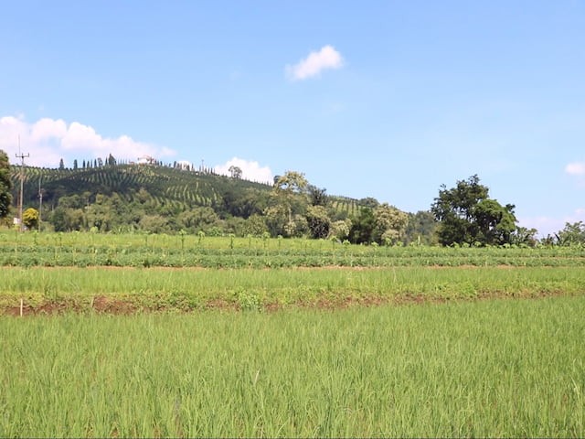 Pemandangan di kebun bunga matahari cisarua kopo